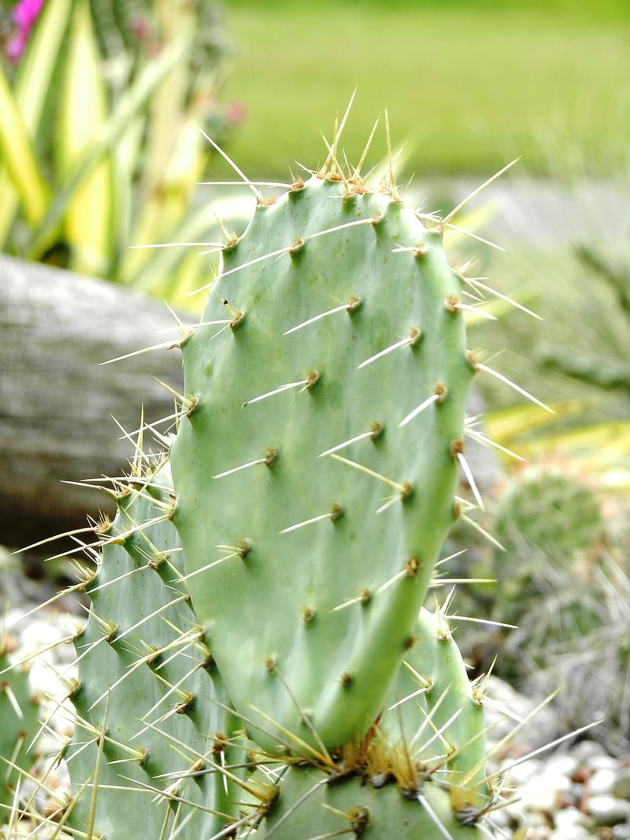 cactus, needles, spikes, plant, drought, green, foliage, plants HD wallpaper