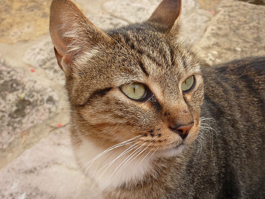 cat, animal, face, animal themes, domestic, domestic cat, feline HD wallpaper