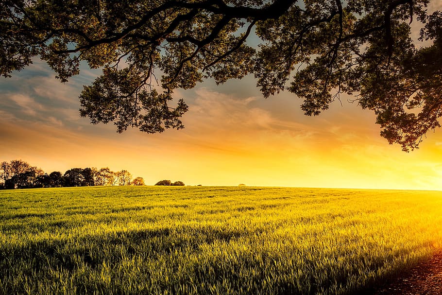 green grass field near forest, sunset, dusk, meadow, farm, trees HD wallpaper