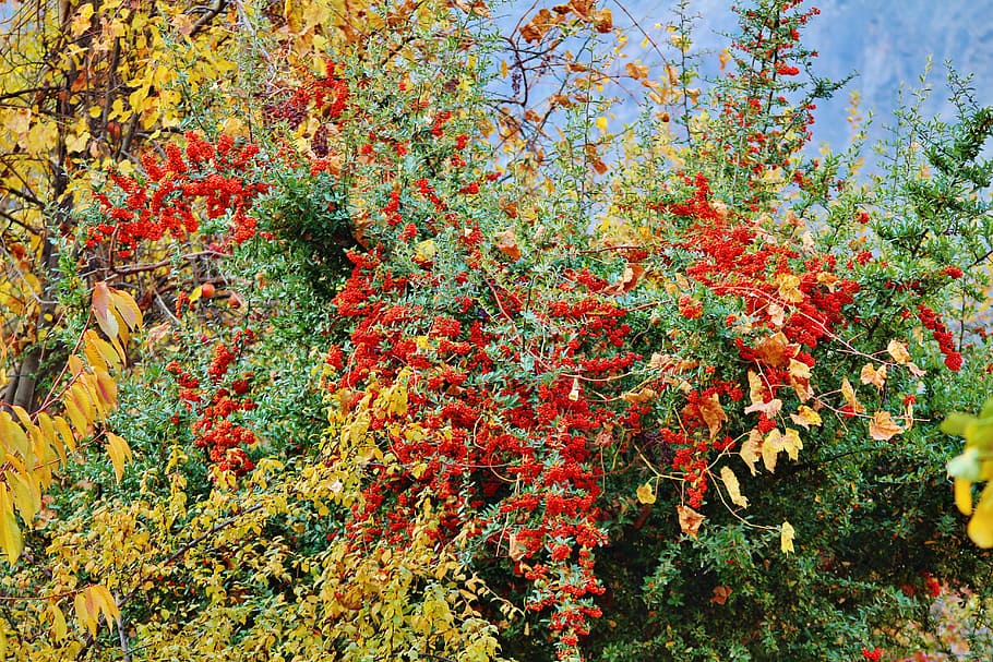 Tree, Red, Green, Season, Nature, bright, park, color, autumn HD wallpaper