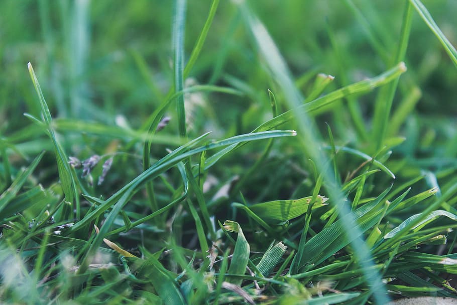 grass, lawn, meadow, plant, green color, growth, nature, land HD wallpaper