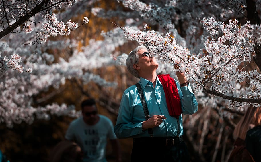 man in teal dress shirt smelling white flower, shallow focus photography of man looking up to sakura tree HD wallpaper