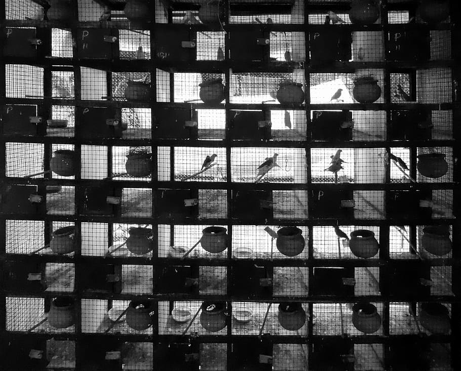 cage, bird, bw, full frame, backgrounds, no people, built structure HD wallpaper