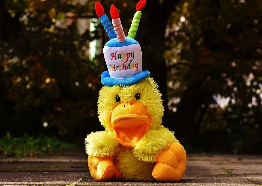 duckling with happy birthday hat plush toy during day, congratulations, HD wallpaper