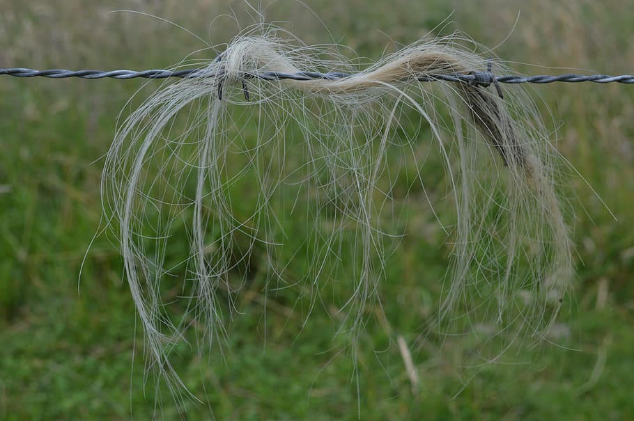 barbed wire, her, separation, pasture, cow, horse, moons, coat HD wallpaper