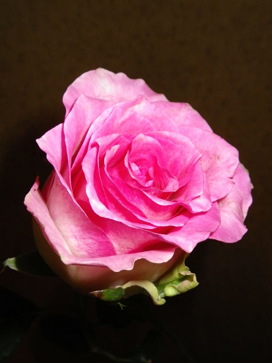 rose, pink, flower, rose - Flower, nature, petal, pink Color HD wallpaper