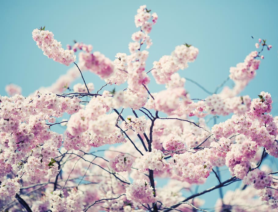 blossom, bloom, tree, nature, spring, pink, plant, bush, flowering plant HD wallpaper