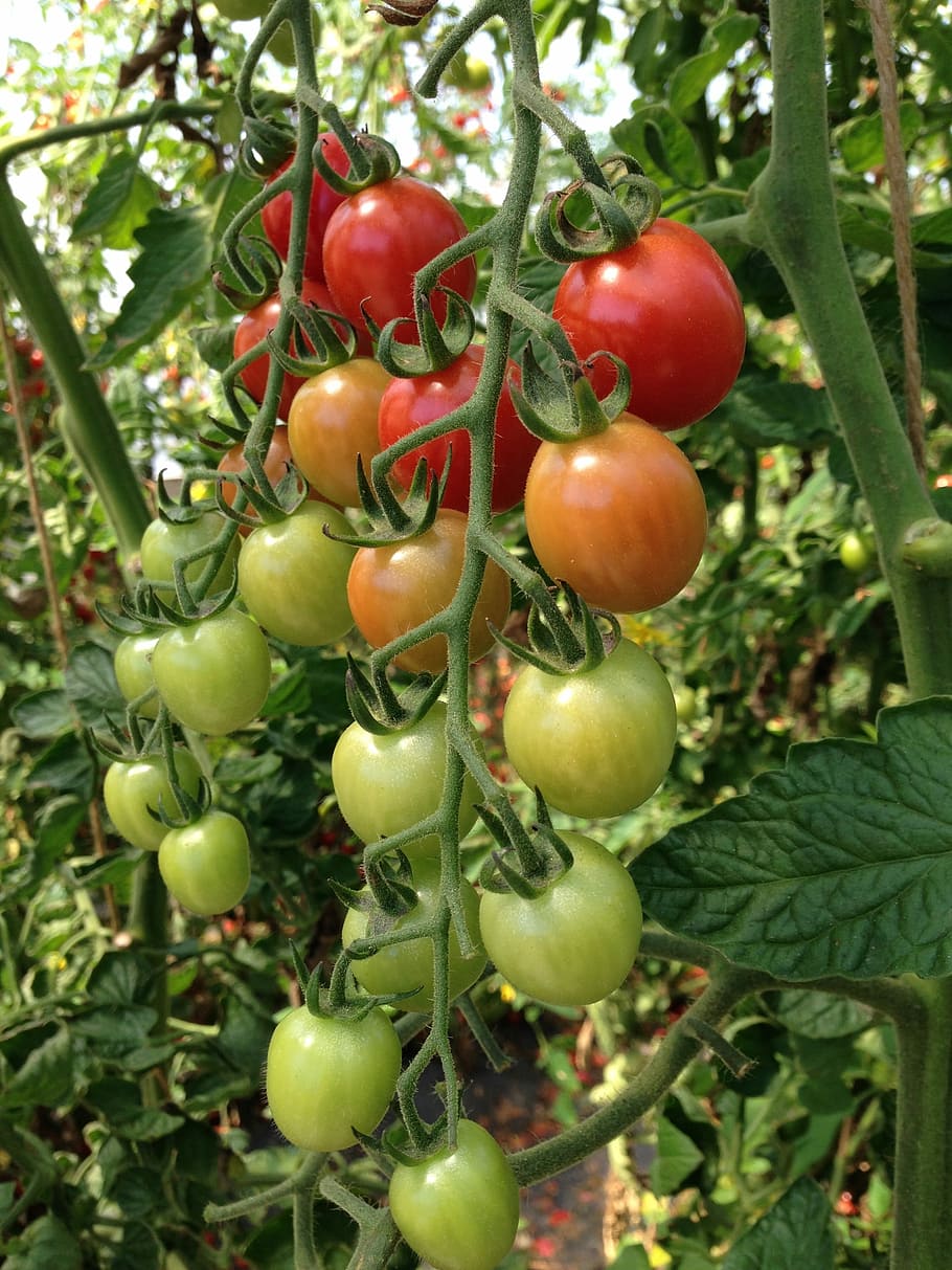 Tomato, Garden, Plant, fruit, food and drink, tree, day, no people HD wallpaper