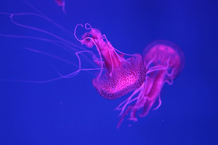 shipped, jellyfish, deeply, animal themes, underwater, animals in the wild HD wallpaper