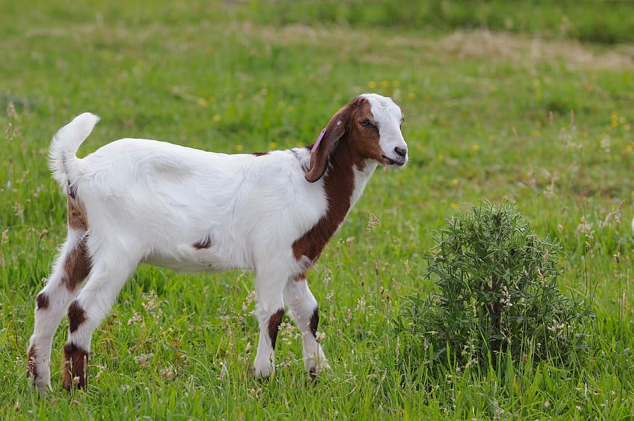 goat, nature, kid, cub, farm, animal home, thistle, economy HD wallpaper