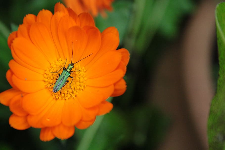 flower, orange, insect, green, orange flowers, flowering plant HD wallpaper