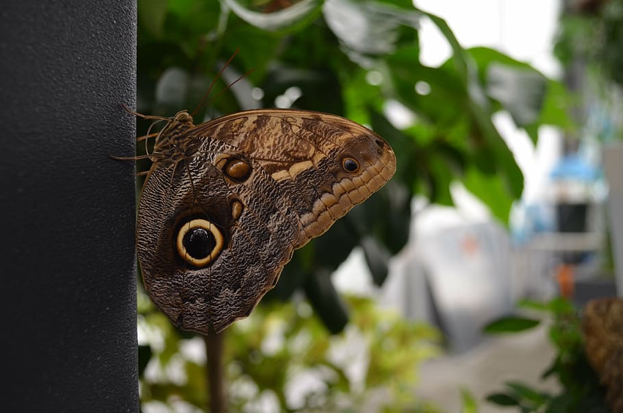 butterfly, insect, wing, brown, eye, tropical, exotic, fauna HD wallpaper