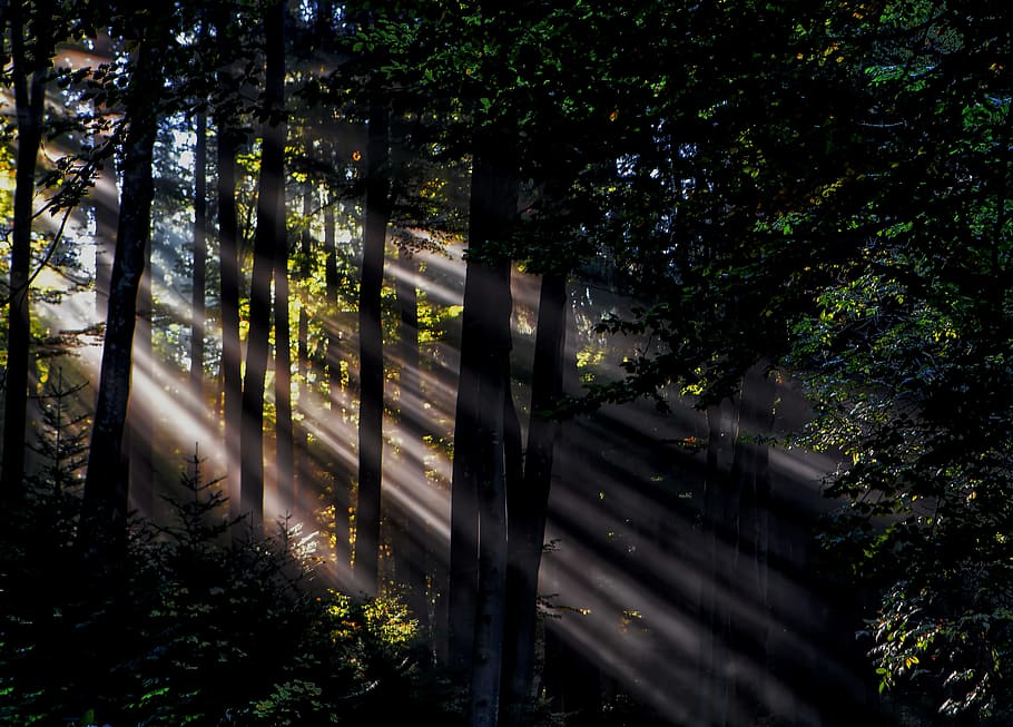 sunlight rays in forest, silhouette photo of forest, Magic, tree HD wallpaper
