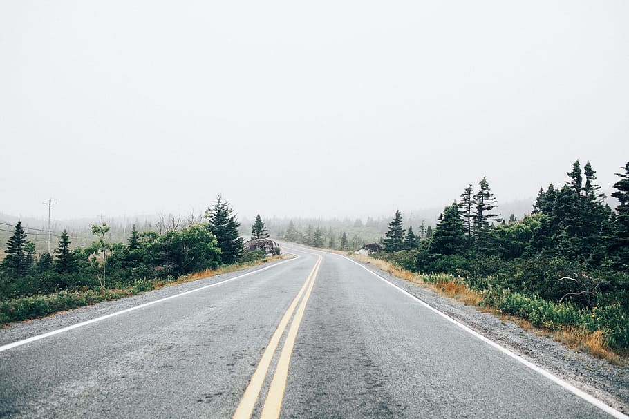 concrete road between trees, empty road with green trees, cove HD wallpaper