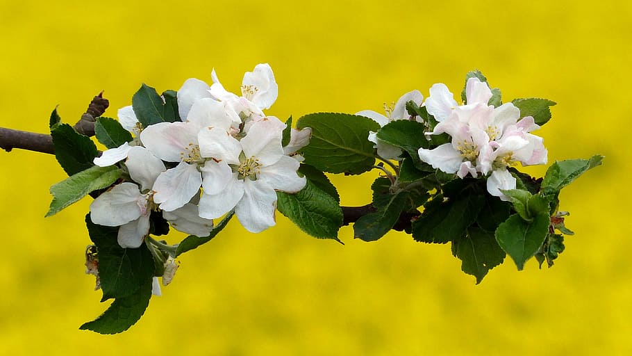 blossom, bloom, apple blossom, spring, apple tree flowers, white HD wallpaper