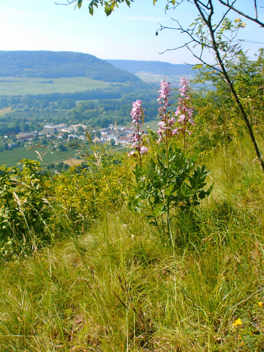 dictamnus, wild flower, mountainside, plant, growth, beauty in nature HD wallpaper