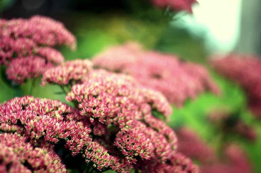 flowers, summer, macro, flowering plant, selective focus, freshness HD wallpaper