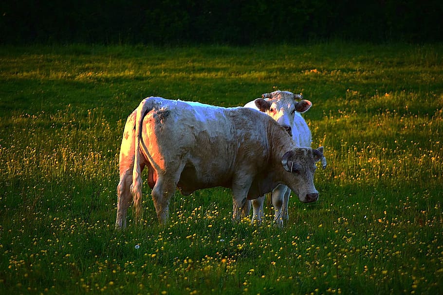 field, normandy, animals, twilight, animal themes, mammal, domestic animals HD wallpaper