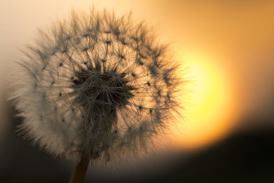 Dandelion Flower, bloom, blossom, close-up, flora, HD wallpaper HD wallpaper