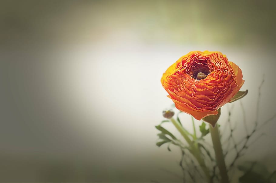 closeup photography of orange petaled flower, ranunculus, blossom HD wallpaper
