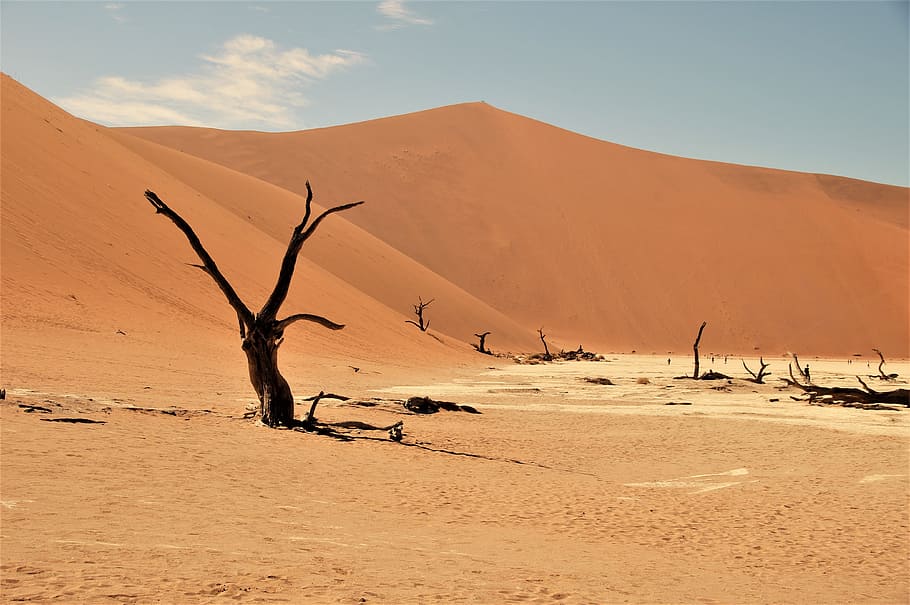 namib desert, namibia, dead vlei, africa, sand, land, sand dune