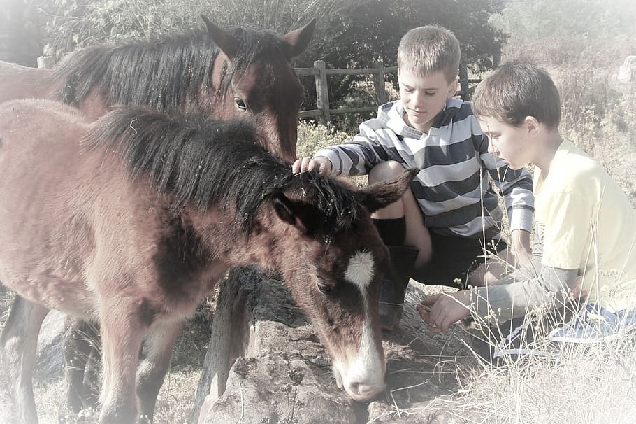 two boys feeding ponies, outside, animal, fun, young, child HD wallpaper
