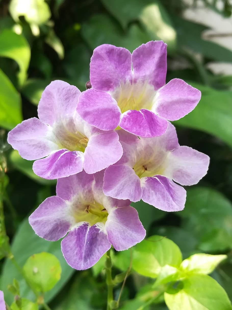 flowers, purple, flowering plant, vulnerability, fragility HD wallpaper