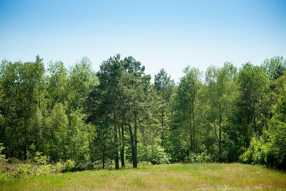forest, landscape, sky, tree, nature, colors, light, plant HD wallpaper
