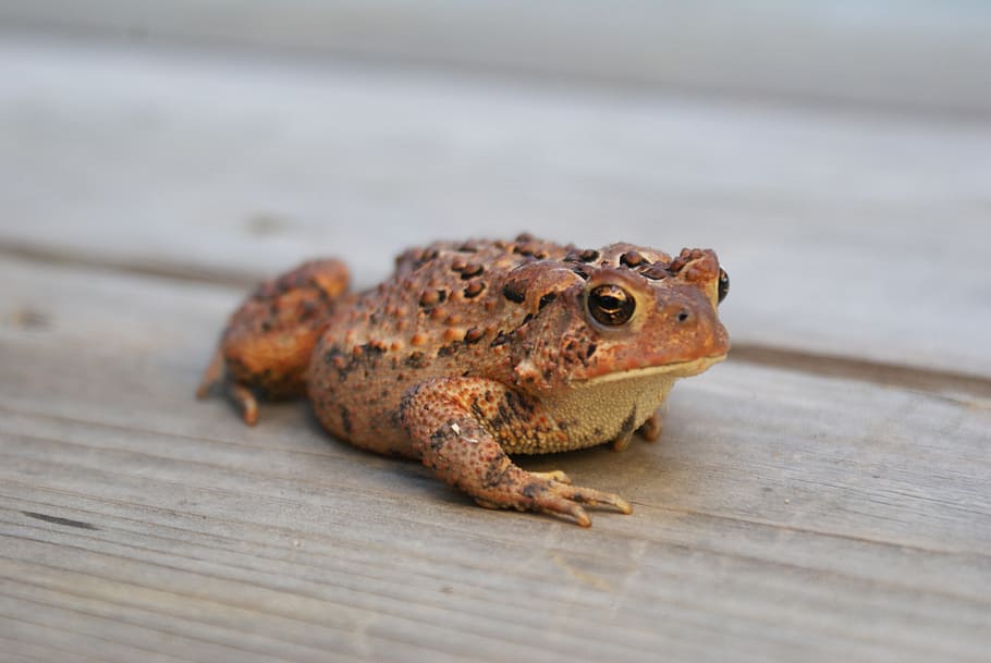 toad, nature, wild, amphibian, frog, animal, animal themes HD wallpaper