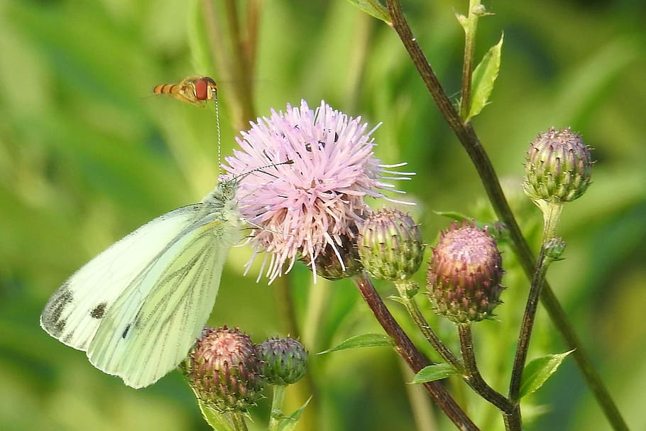 Butterfly, White, Dragonfly, Insect, flower meadow, nature HD wallpaper