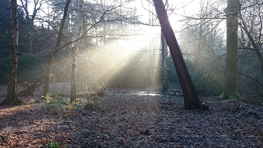 wood, forest, trees, sun, light, rays, shining, through, misty HD wallpaper