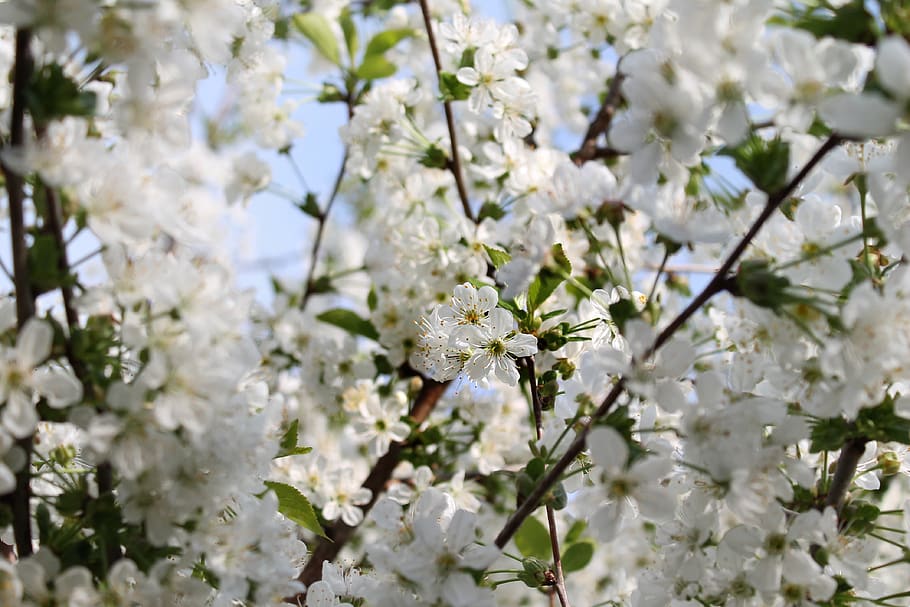 flower, cherry, branch, flora, tree, blossom, cherry blossom HD wallpaper