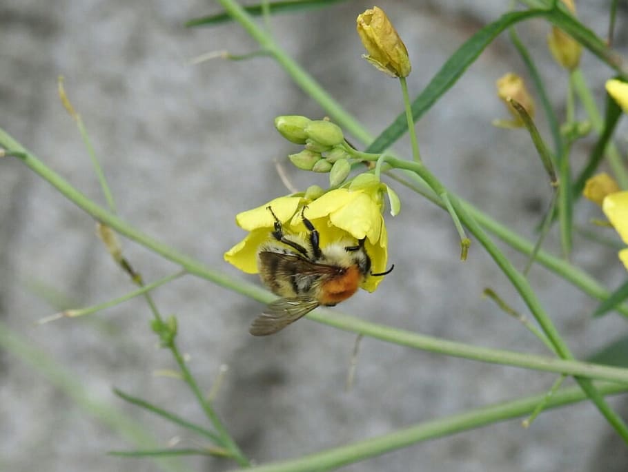 hummel, insect, blossom, bloom, yellow, animal themes, one animal HD wallpaper