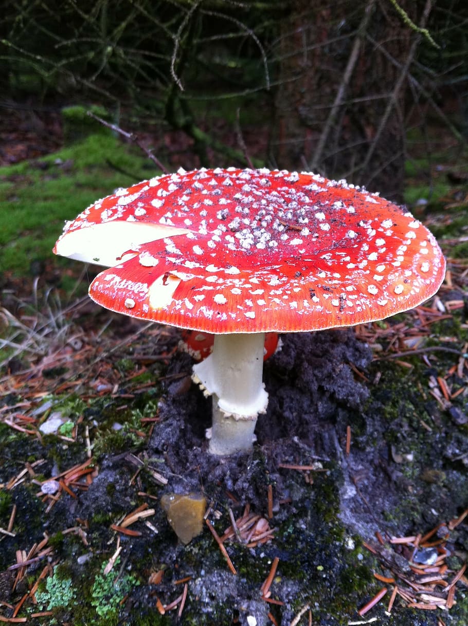 fly agaric, mushroom, forest, nature, autumn, raw, dangerous HD wallpaper