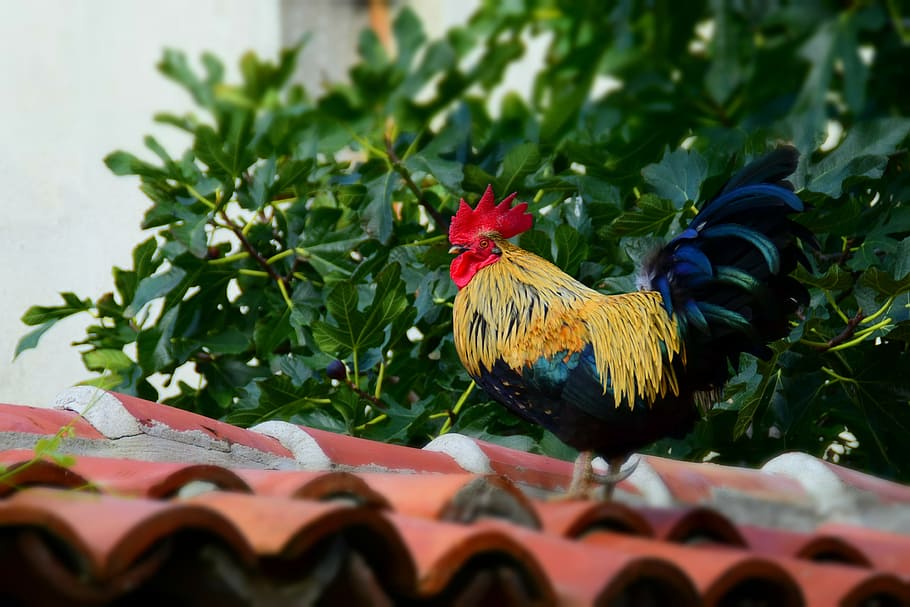 Hahn, Roof, Home, Animal, Chicken, holiday, bulgaria, fig tree, HD wallpaper