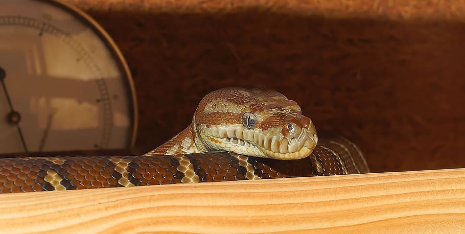 snake, terrarium, close, python, tree python, constrictor, reptile HD wallpaper