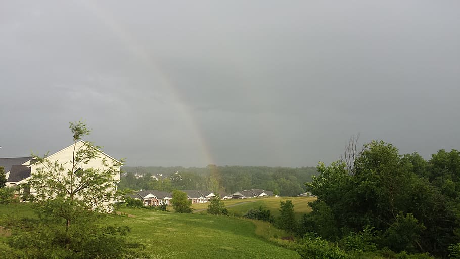 rainbows, after the rain, nature, tree, plant, environment HD wallpaper