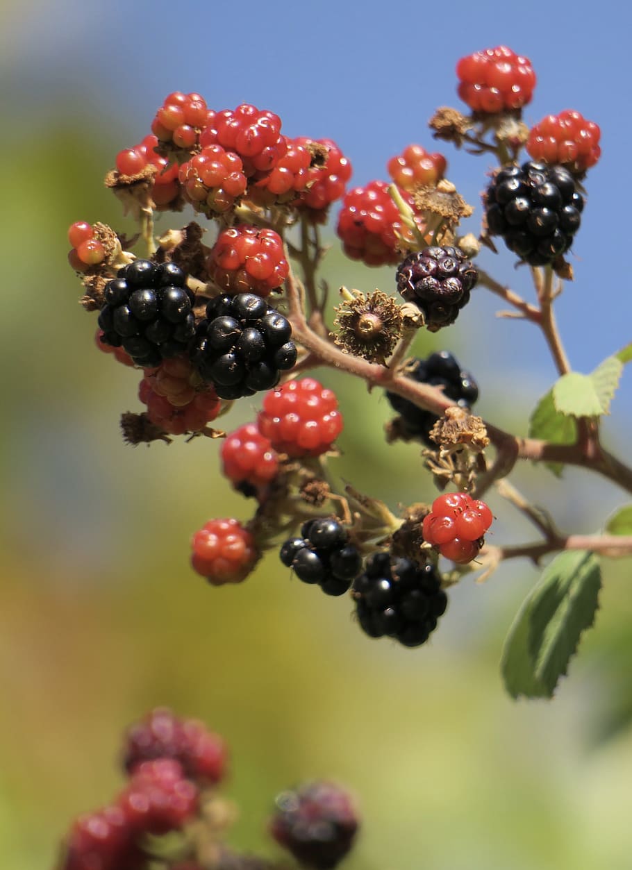 fruit, berry, nature, leaf, outdoor, food and drink, berry fruit HD wallpaper