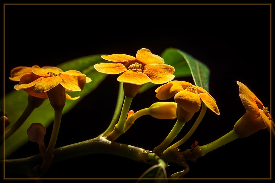 yellow orchid flowers, blossom, bloom, close, yellow flower HD wallpaper