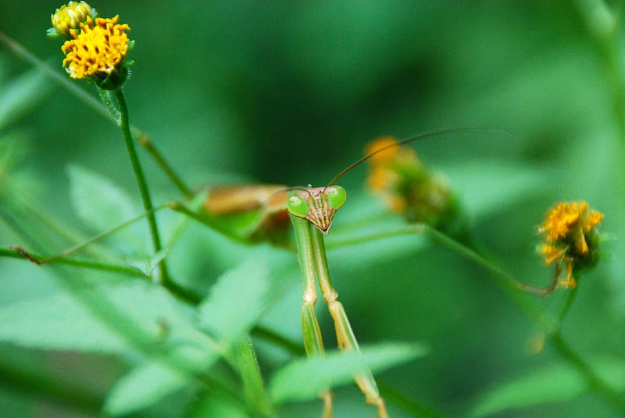 mantis, insect, bug, animal, nature, macro, green, wild, wildlife HD wallpaper