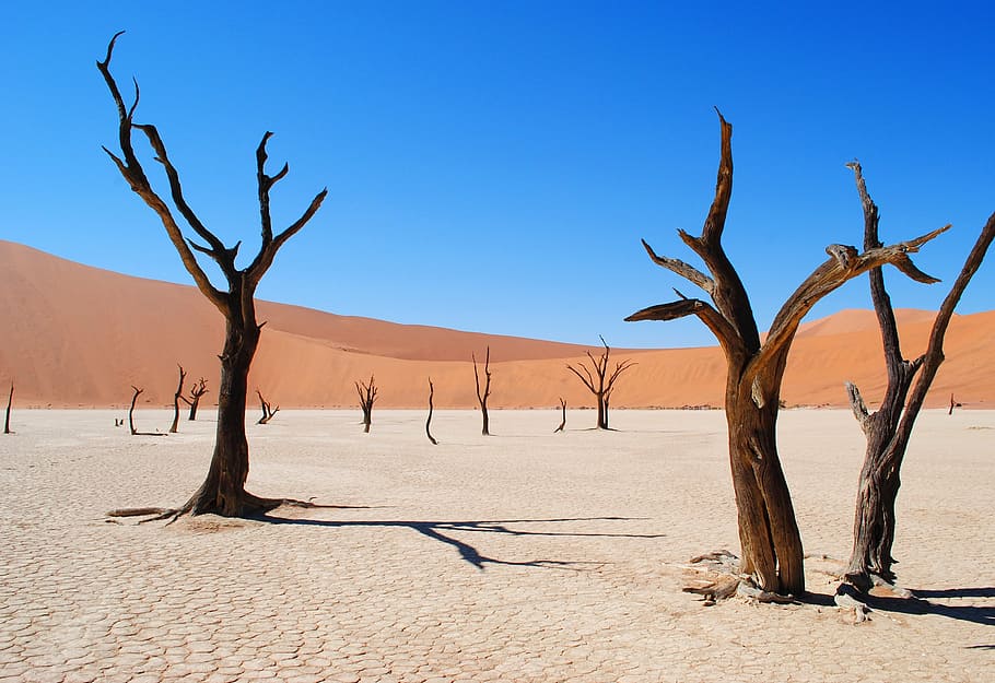 bare trees, deadvlei, namibia, africa, desert, drought, dead vlei, HD wallpaper