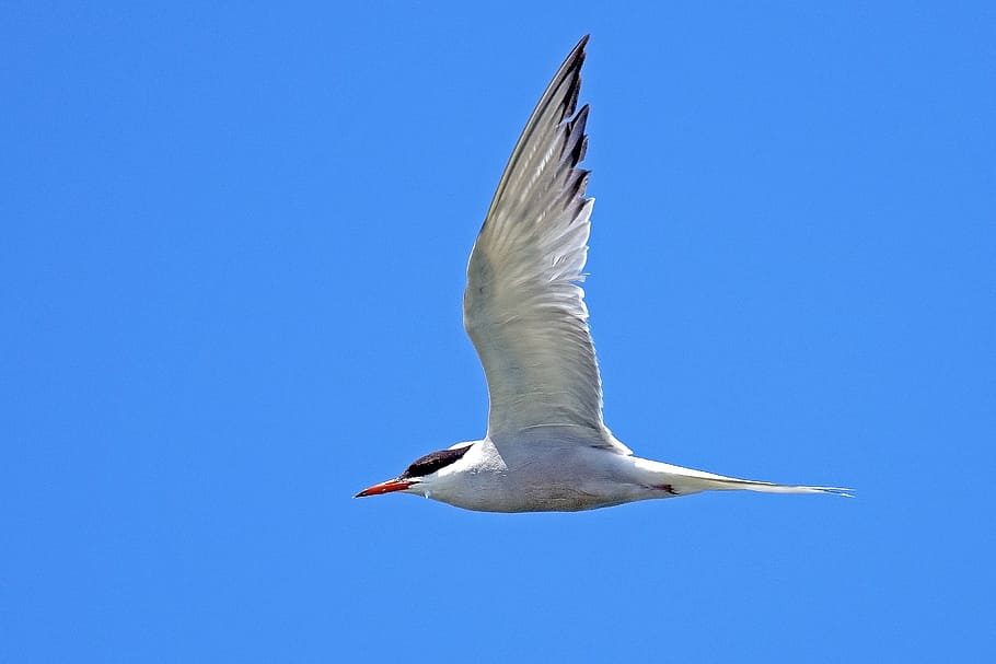 river tern, birds, nature, animal wildlife, animals in the wild HD wallpaper