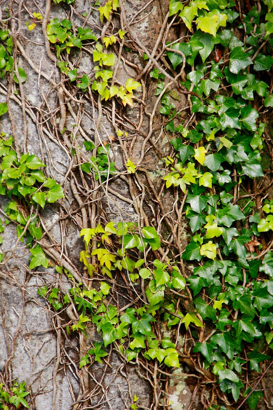 tree, tree trunk, natural, bark, texture, organic, leaves, plant part HD wallpaper
