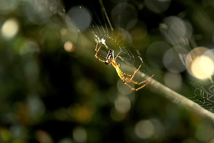 spider, trap, closeup, wet, natural, green, arachnophobia, geometry HD wallpaper