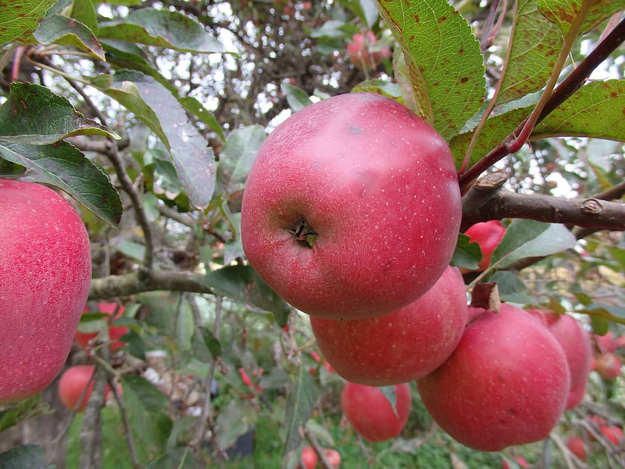 apple, red, tree, branch, apple tree, red apple, fruits, healthy eating HD wallpaper