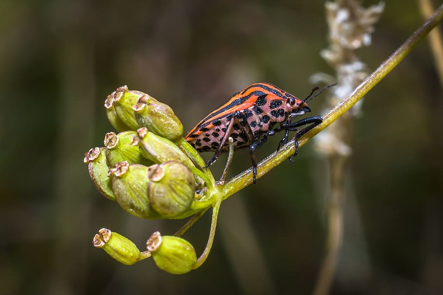 bug, insect, nature, animal, crawl, meadow, close, animal wildlife HD wallpaper