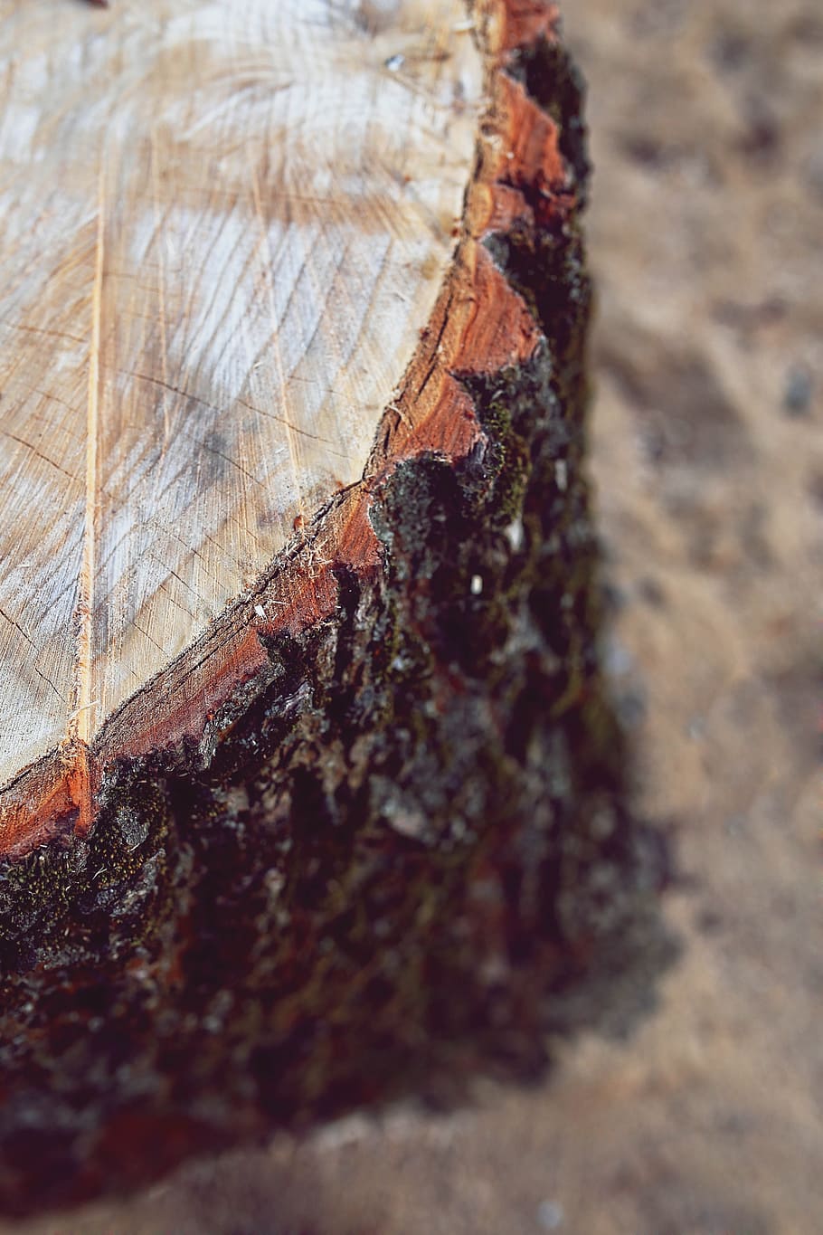 trunk, bole, tree, wood, wooden, close-up, animals in the wild HD wallpaper