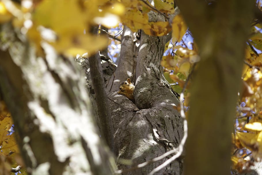 squirrel, tree, fall, autumn, nature, cute, rodent, wild, animal themes HD wallpaper