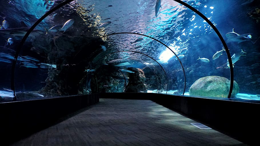 Marine Aquarium Screensaver Best Fish Tank 3 Hours of Relaxing Video 60fps   YouTube