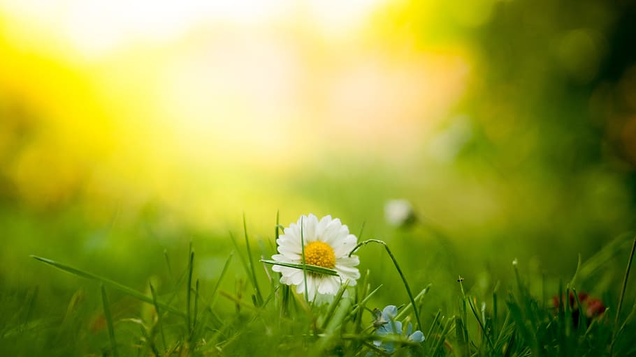daisy flower on green grass during daytime, bloom, blossom HD wallpaper